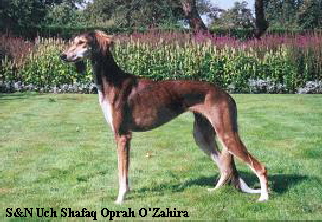 a_zahira_sofiero