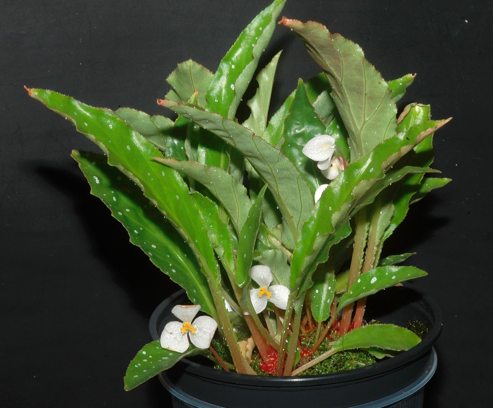 herba