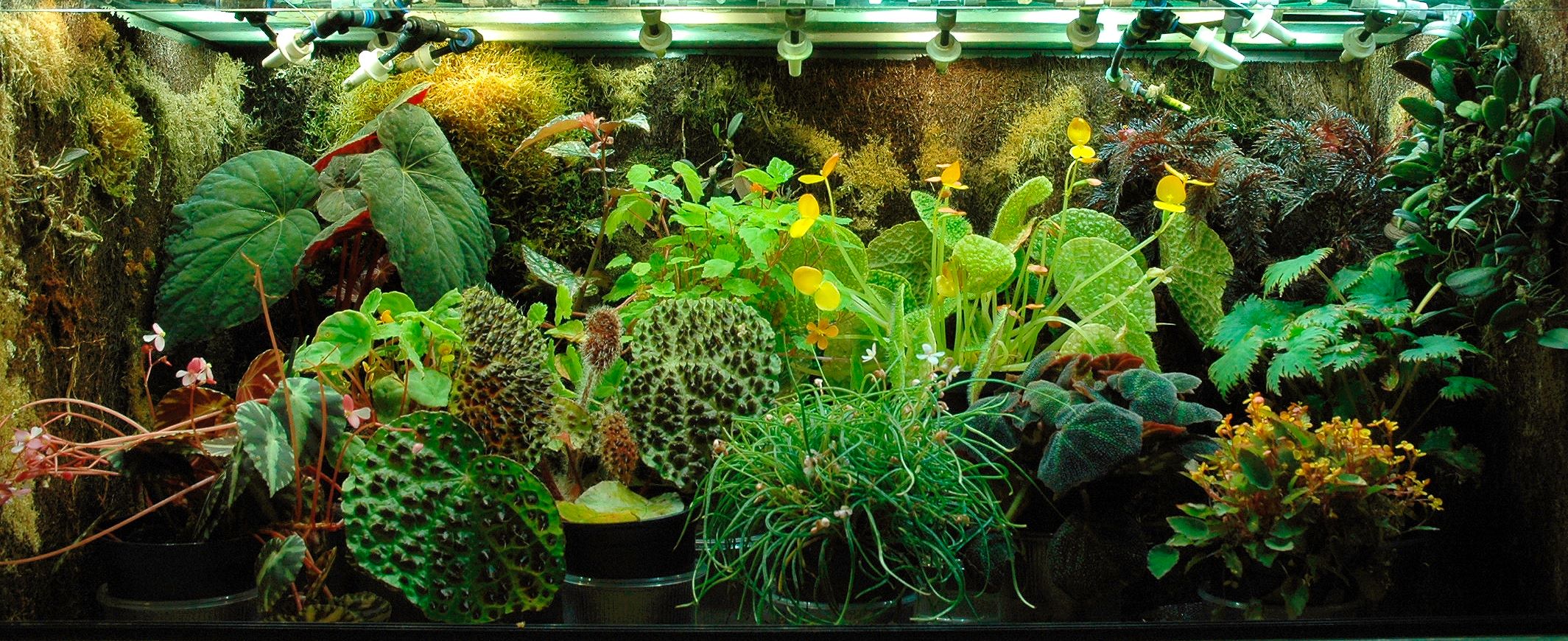 vitrine11