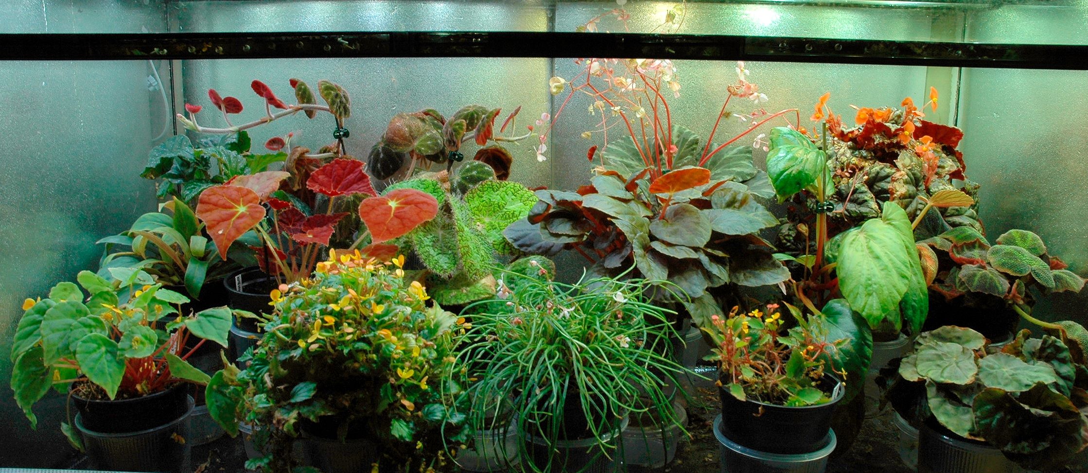 vitrine12