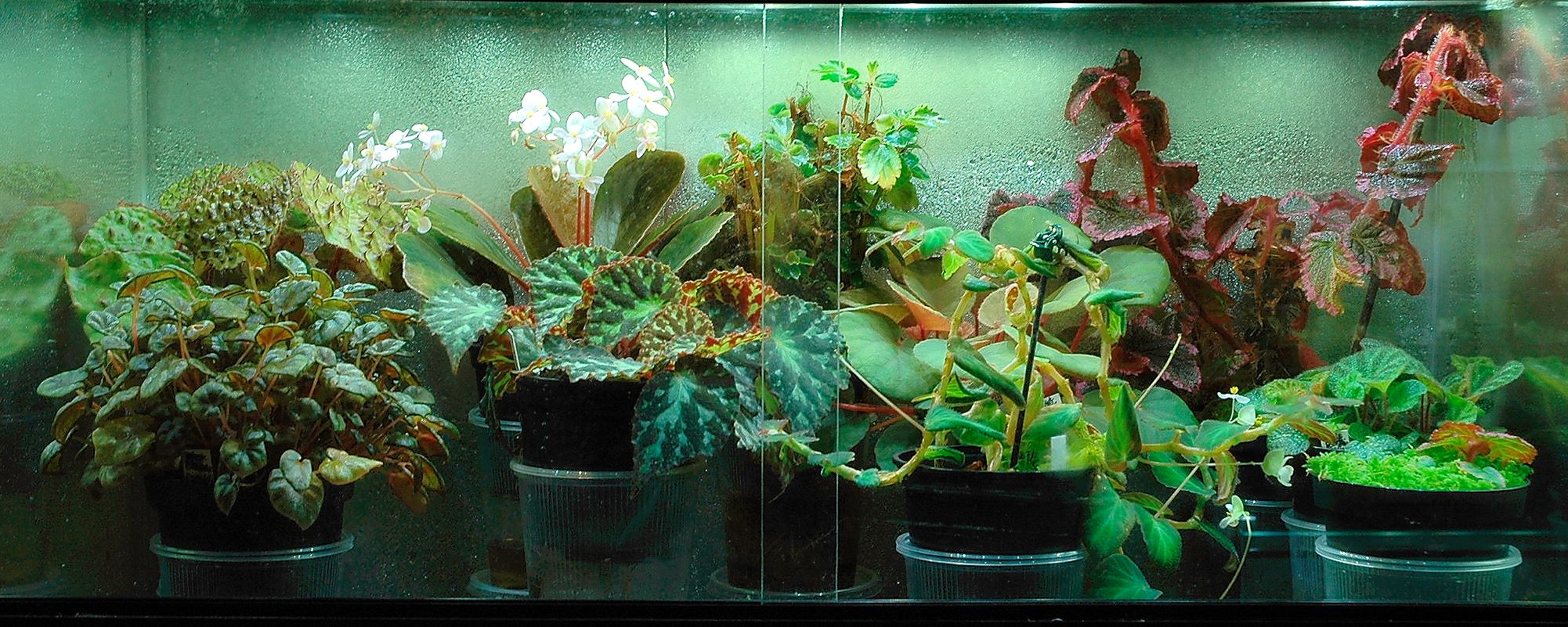 vitrine22